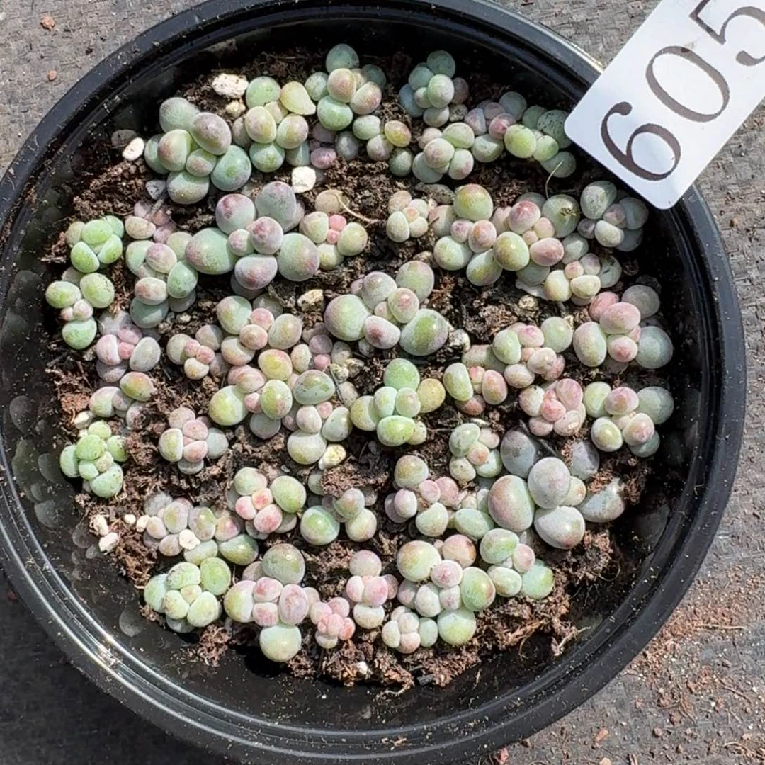 多肉植物多肉植物605