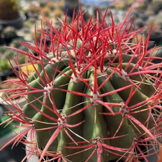 墨西哥正宗红虎，精品放漏