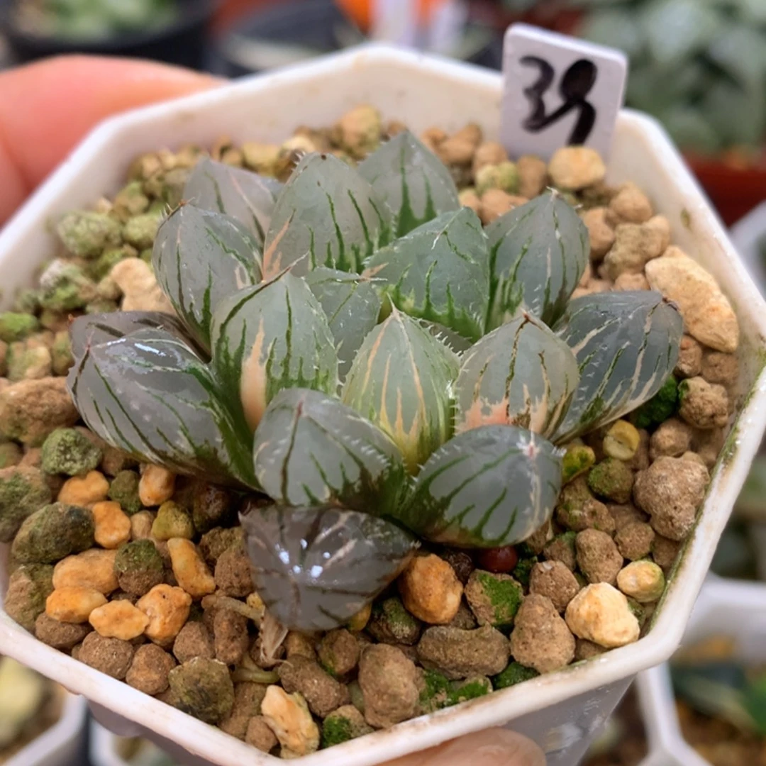 大窗oh玉露锦，带盆一起