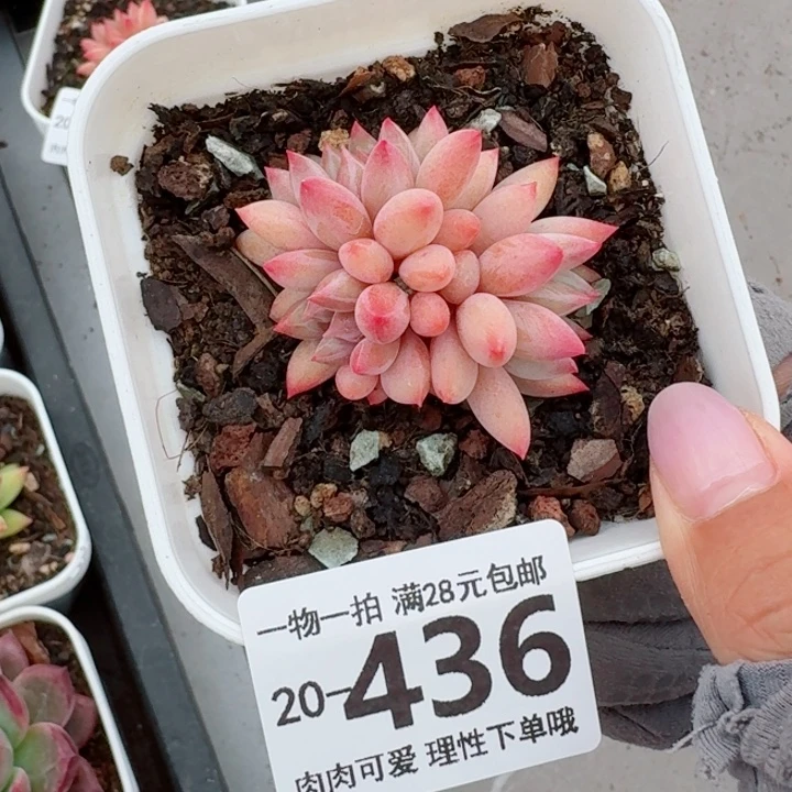 金鱼姬无盆土发货无盆土发货无