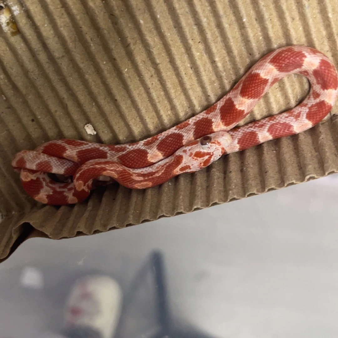 彩色蚕宝宝血红玉米蛇