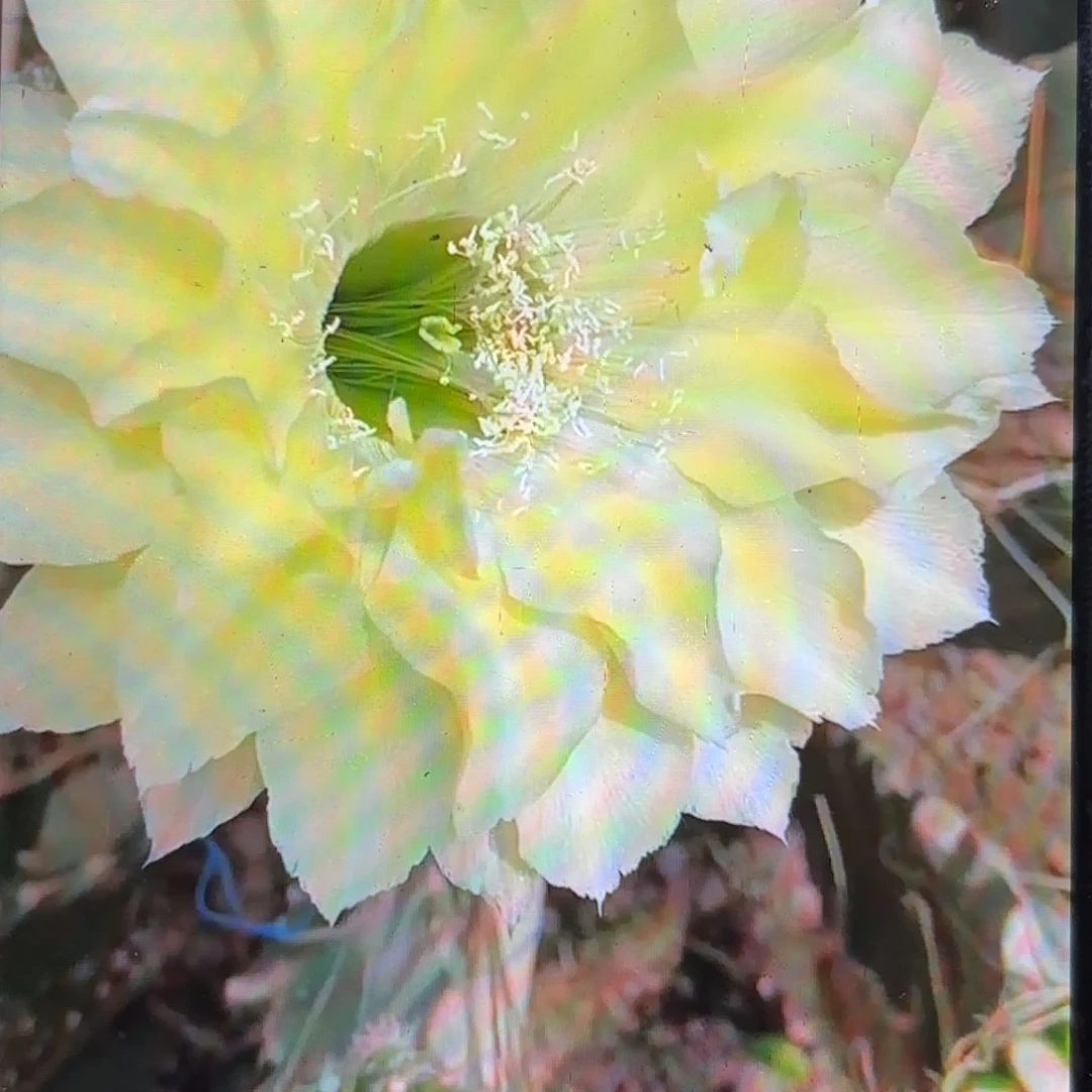 A34彩侧牙20包邮33