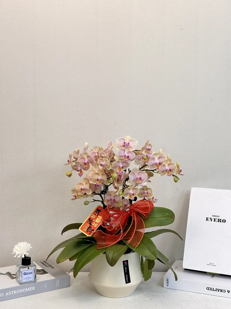 年宵花【黄金奶酪】真花 秋冬耐寒花卉 四季开花 多样性发货