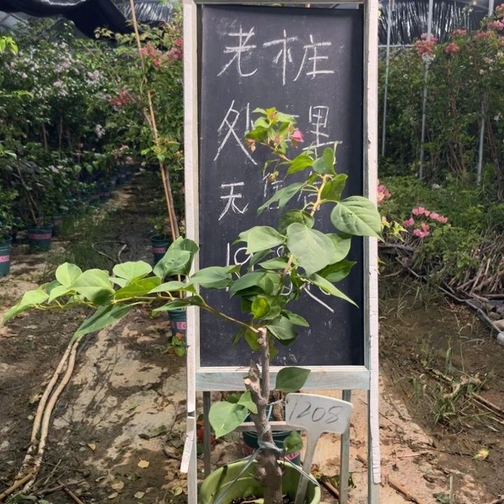 无花朵三角梅三角梅1208