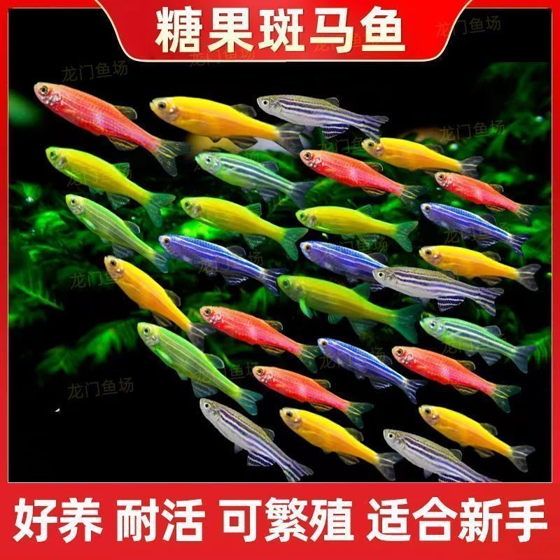 七彩荧光斑马鱼小型活体观赏鱼冷水淡水灯科胎生鱼好养