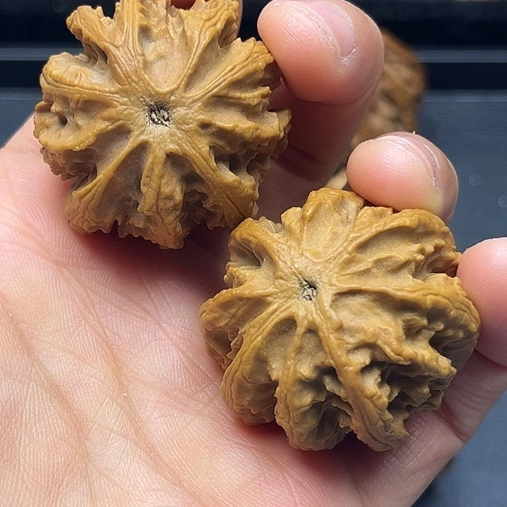 核桃秦岭突突突突突突