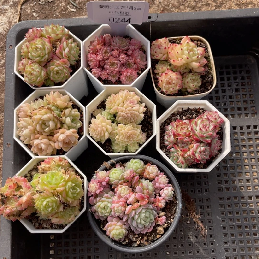 不包整散 盆子不售后0244