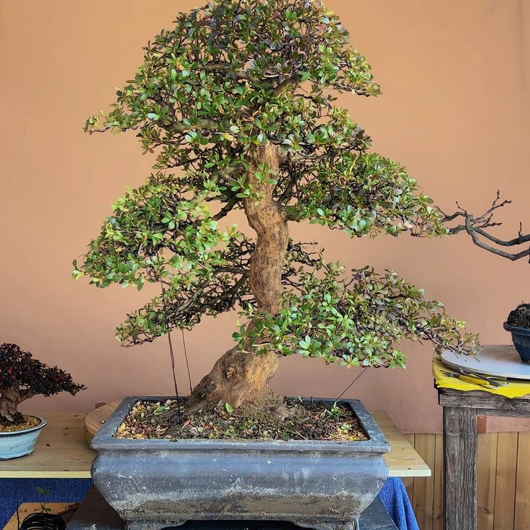 盆景皋月杜鹃若惠比须不包邮