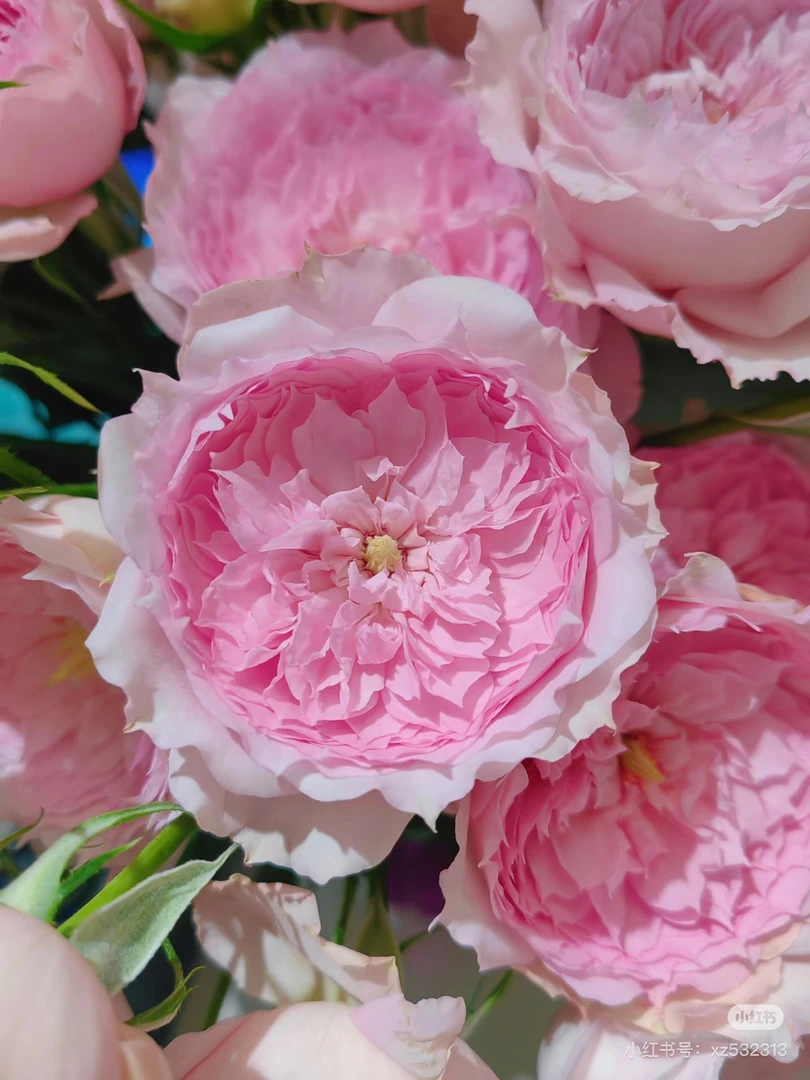 （多头玫瑰）馨源溶溶月10支！三件顺丰空运20%不售后