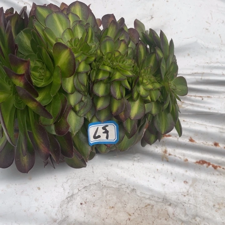 红陶57抹茶缀化法师锦锦锦