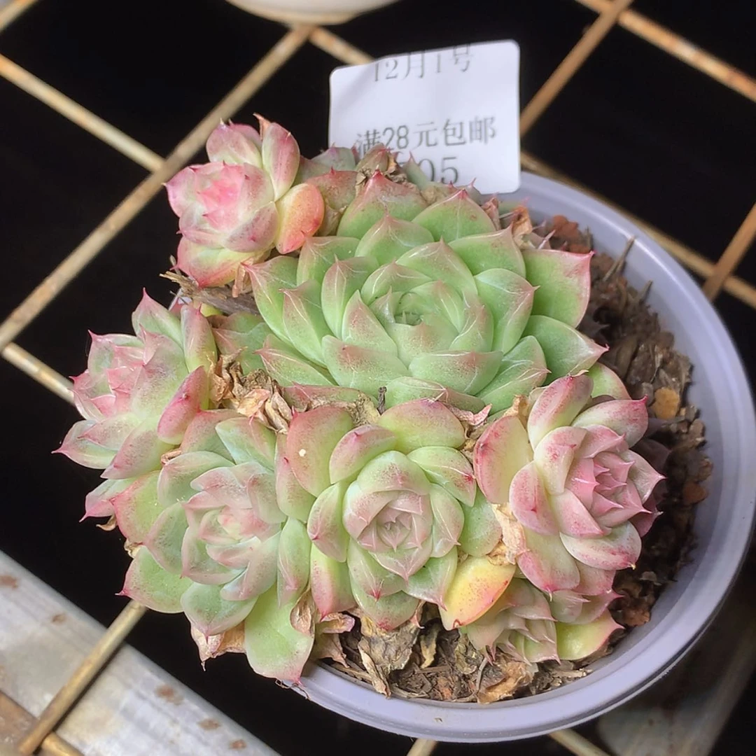 【闪购商品】云505号