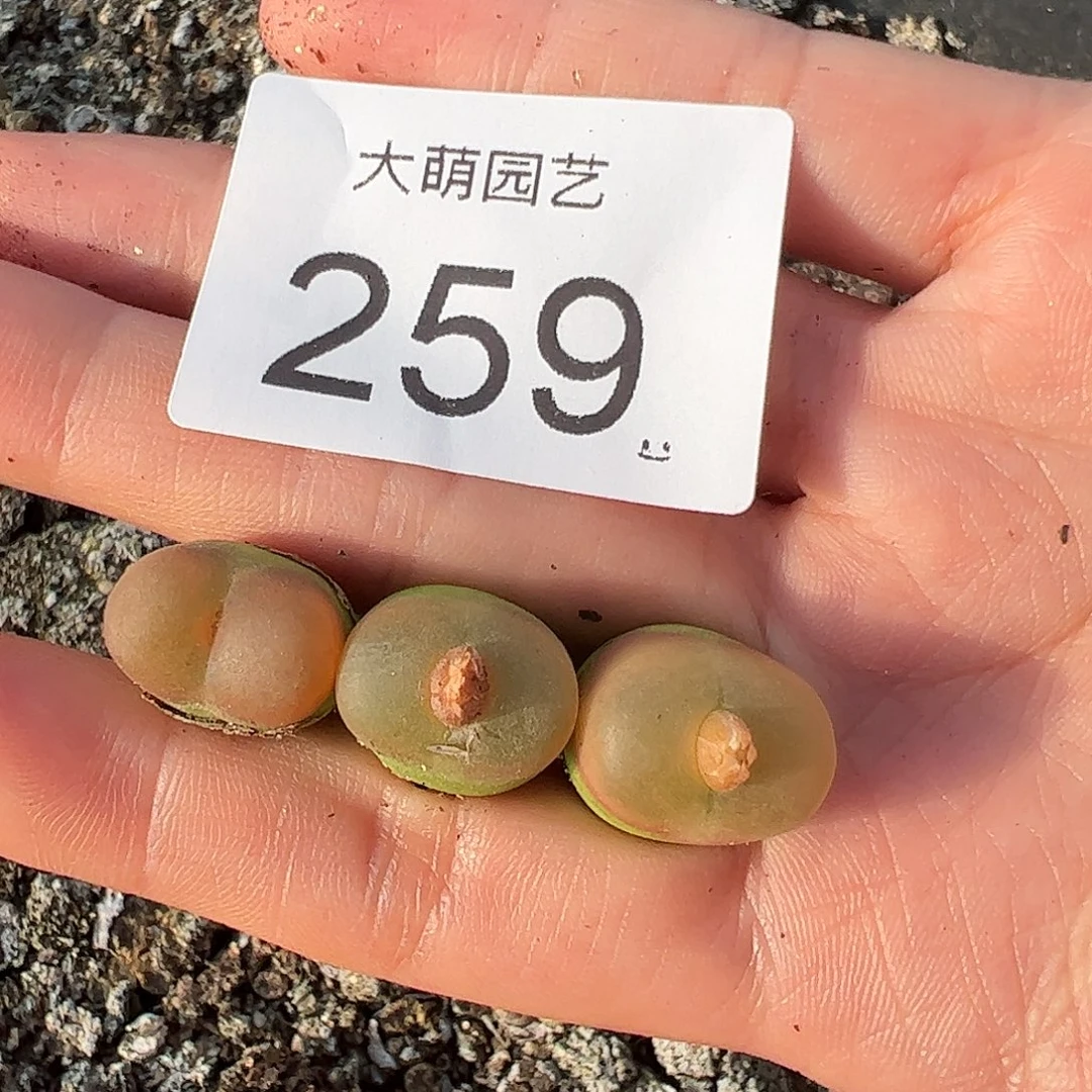 00000259量拍1430.5水蜜桃3颗