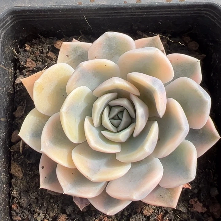 汉堡锦一物一拍锦龙