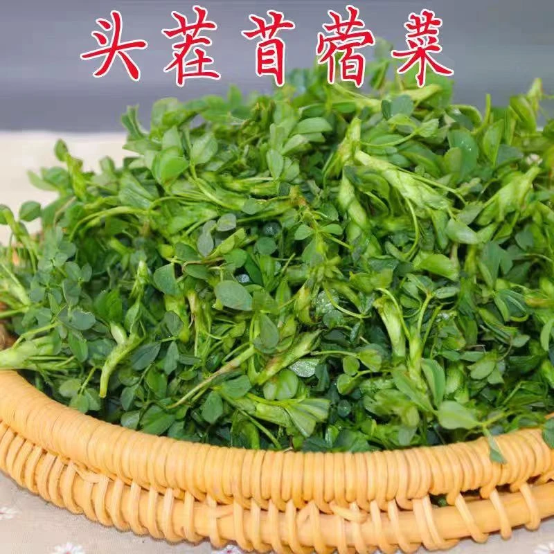 苜蓿陕西新鲜食用野菜农家蔬菜凉菜煲汤现摘露天当季头茬嫩芽苜蓿