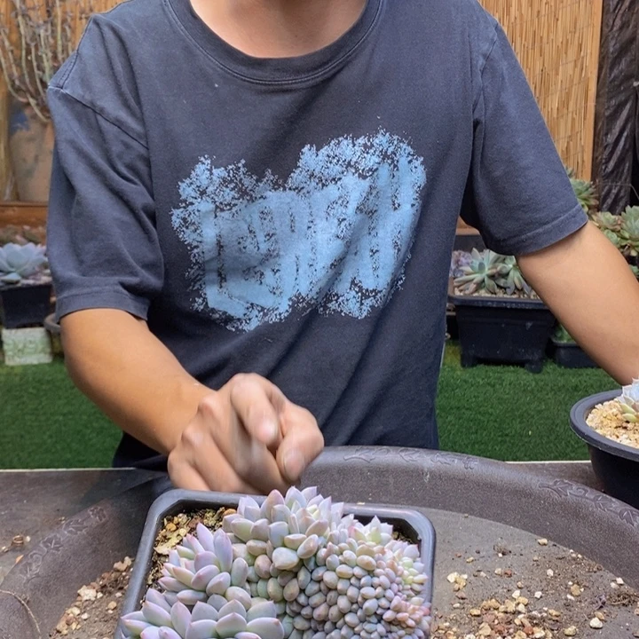 A****332号星星橙多肉植物