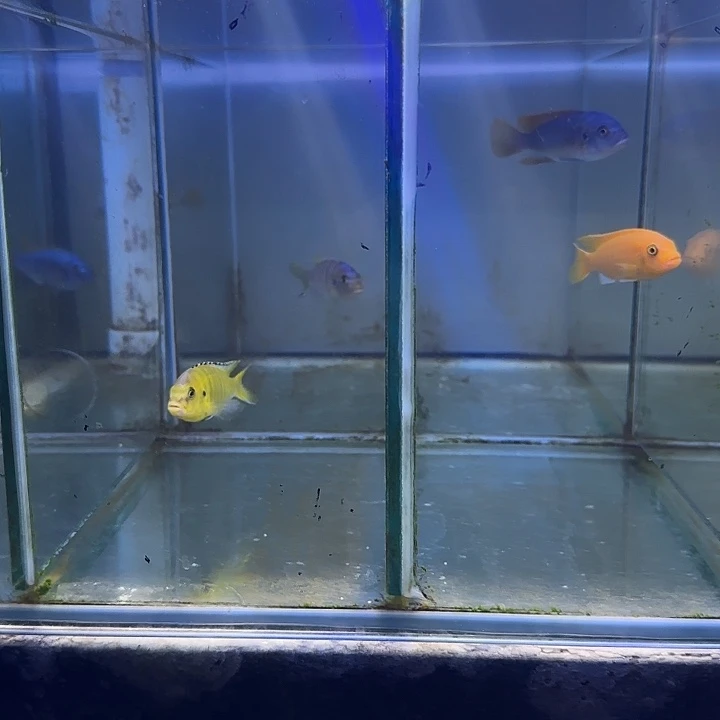 汪***汪海水鱼341➕共三条其中一条补发