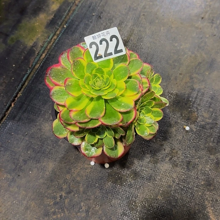 000000000222奶白锦