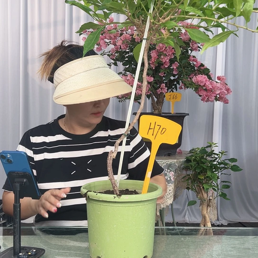 大部分开放少量花苞H70金夫人