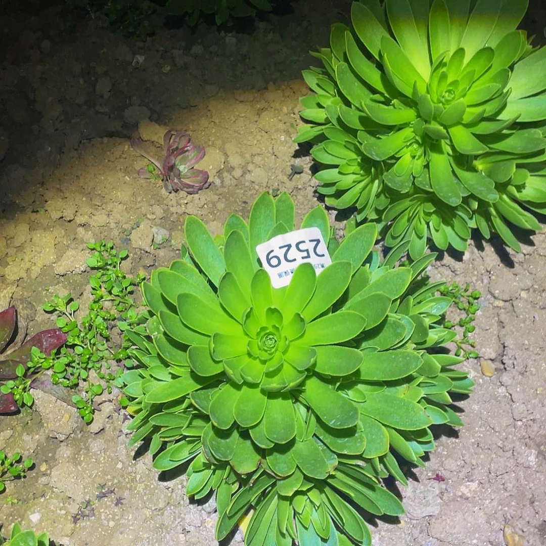 2529杂交多肉植物
