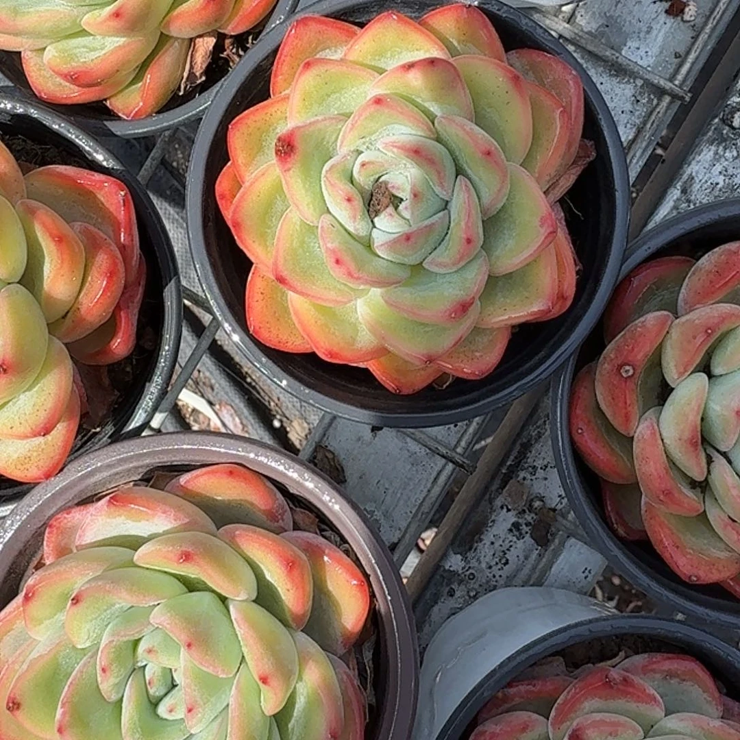 奶油泡芙多肉植物精品