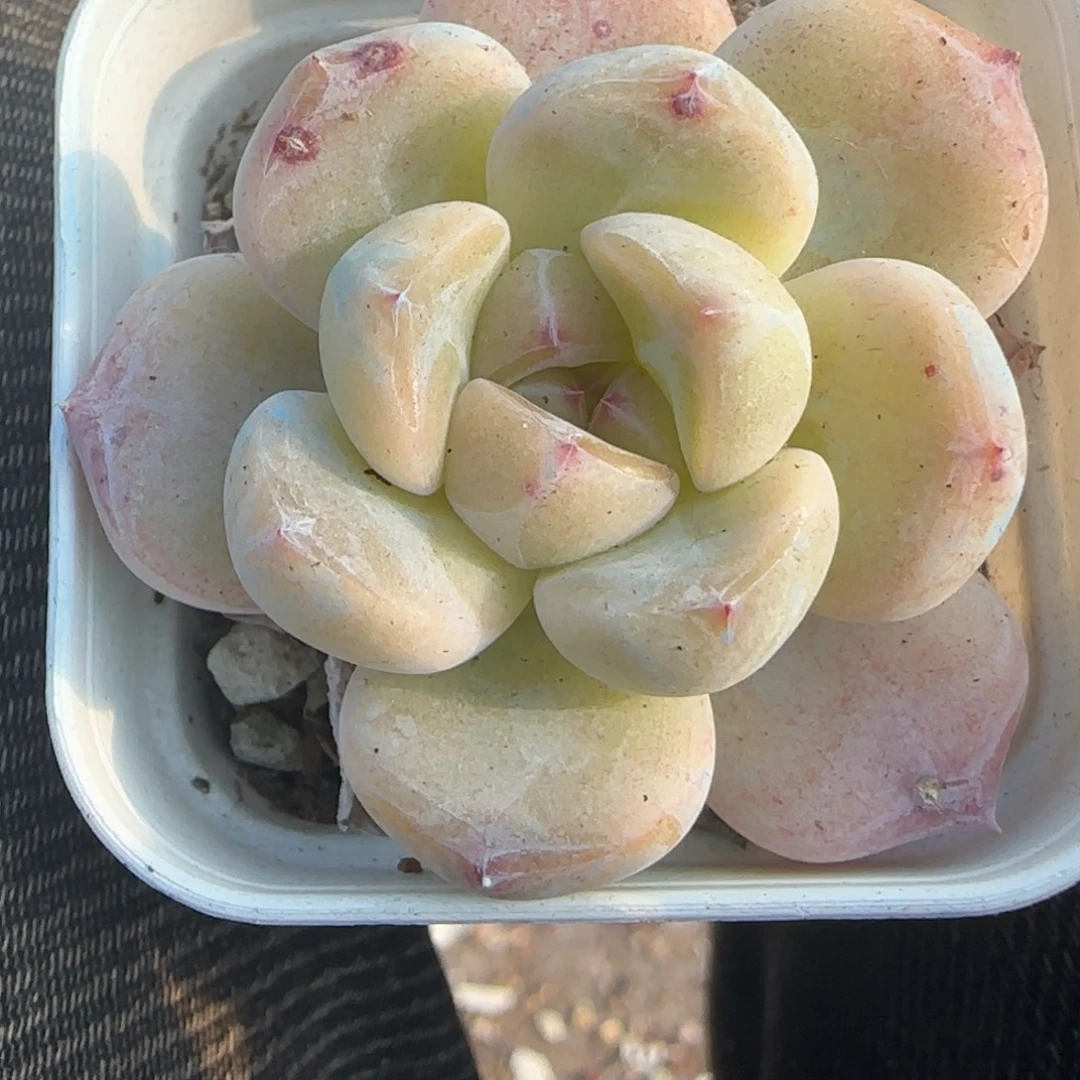 多肉小卡拉米糖心一物一拍