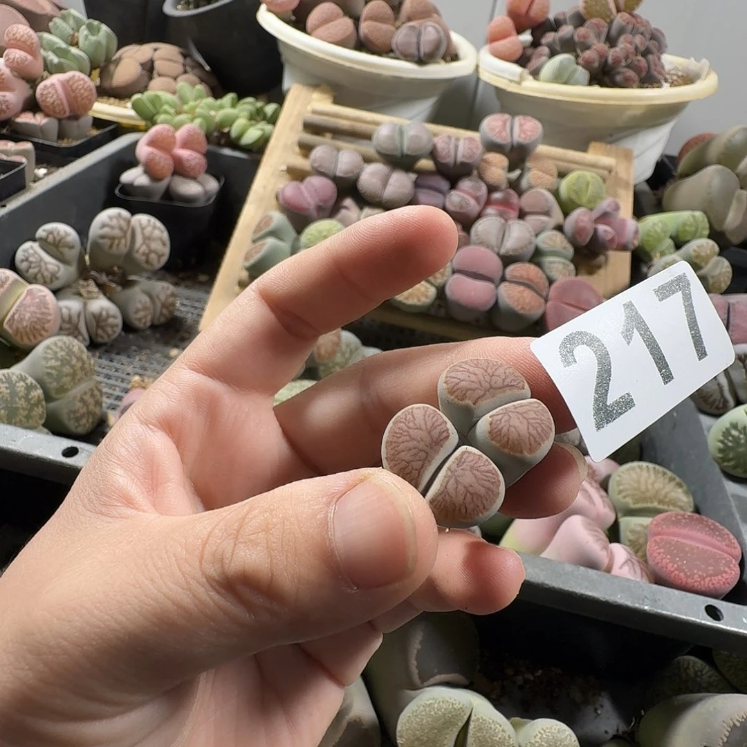 生石花一物一拍217