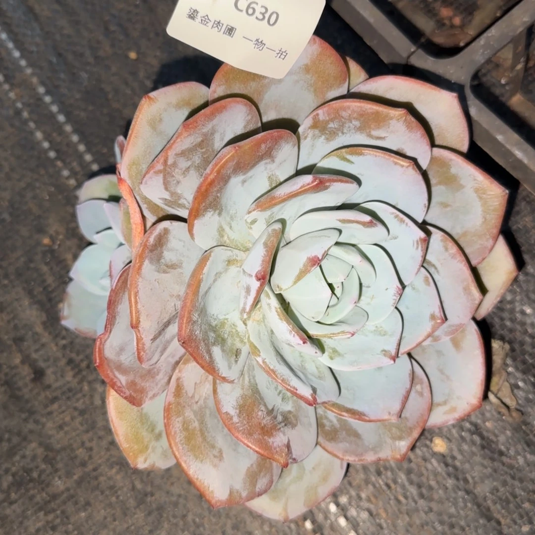 C630奶茶带3头朵朵缀