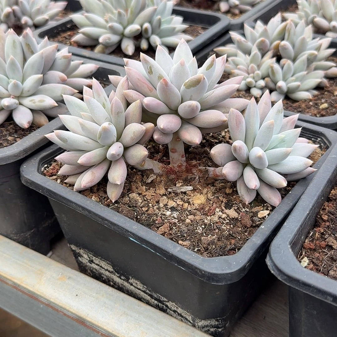 彩体哥特萝莉整无砍群生