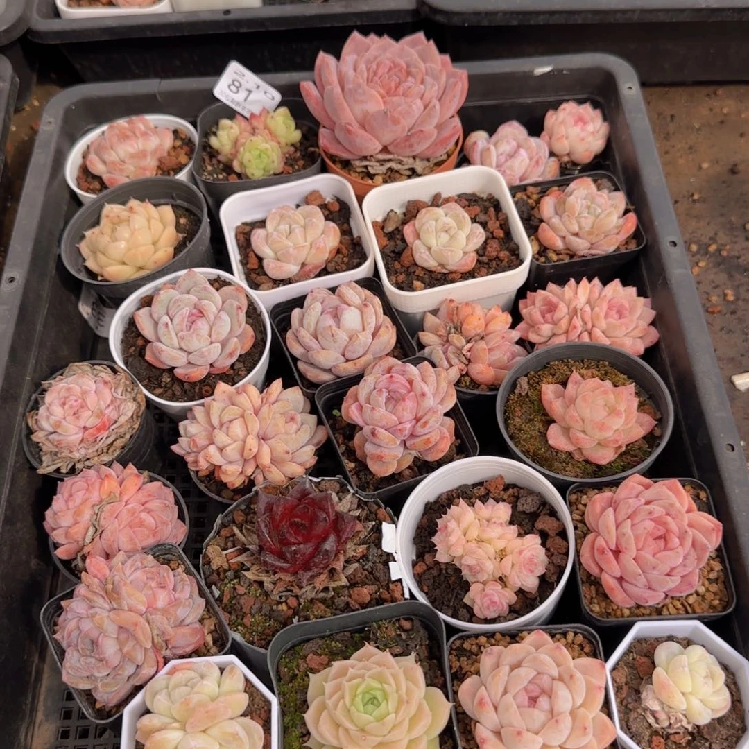 一筐脱土发货81号