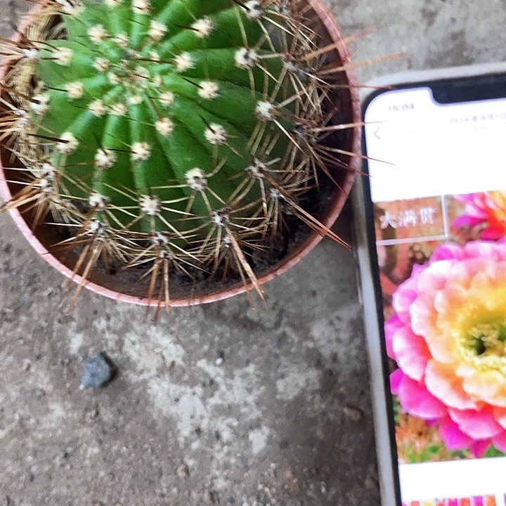 大满贯，4公分左右