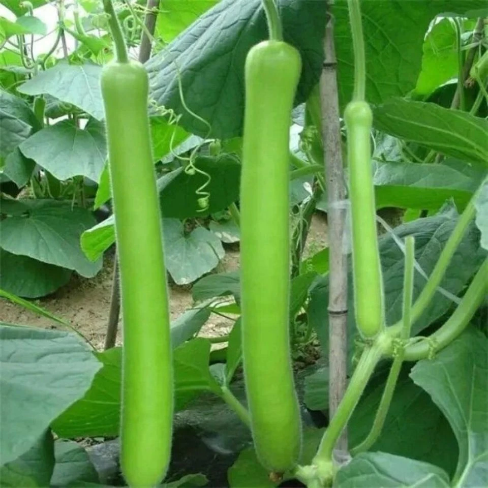 【苞出芽】【厂家直销】原装长瓠瓜种子瓠子瓜种子蒲瓜水瓜菜葫秋冬种