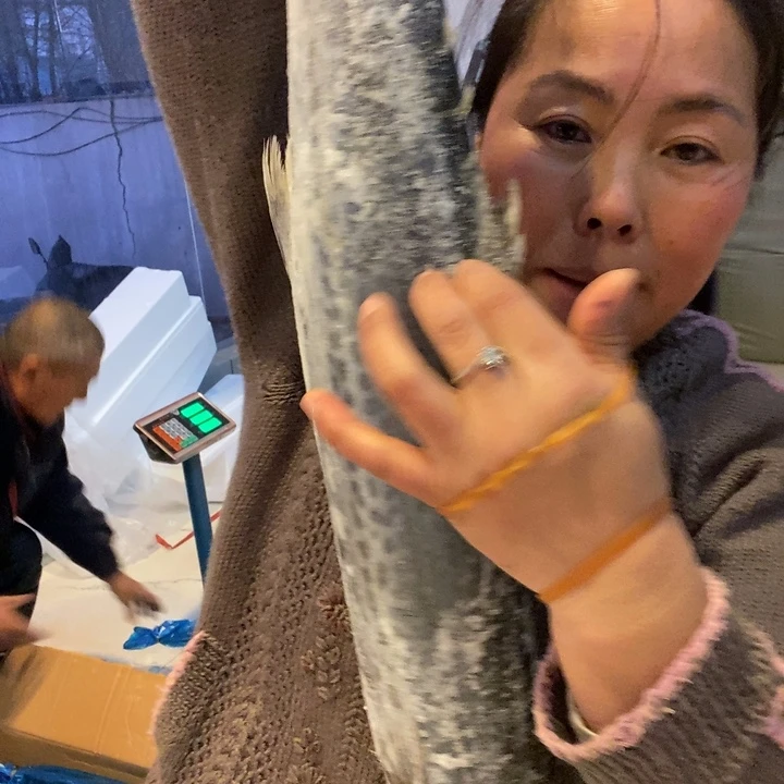 无***i中国大陆渤海湾野生燕鲅鱼