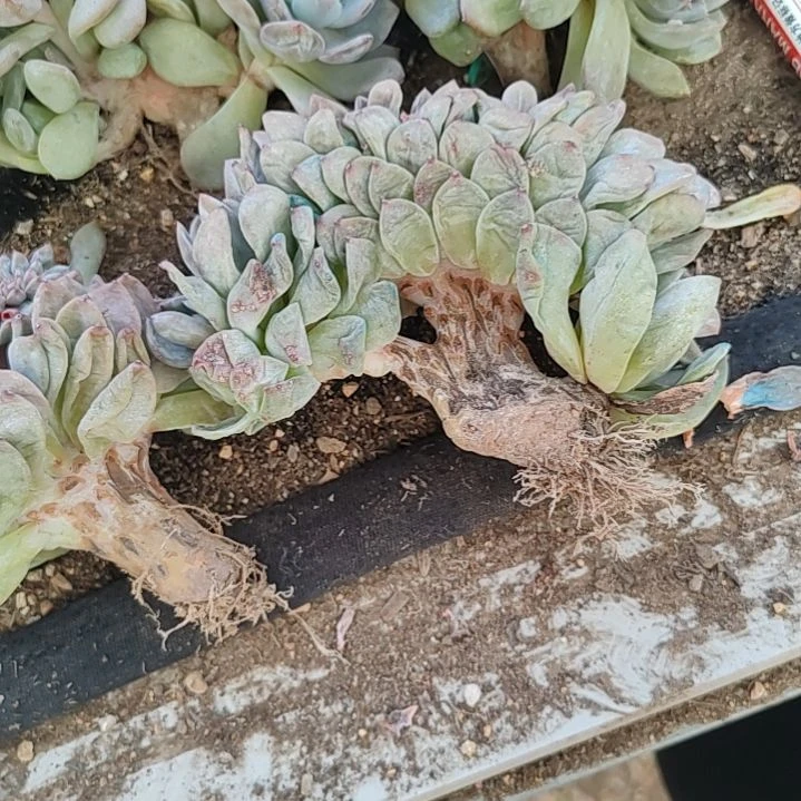 多肉福利福利不售后