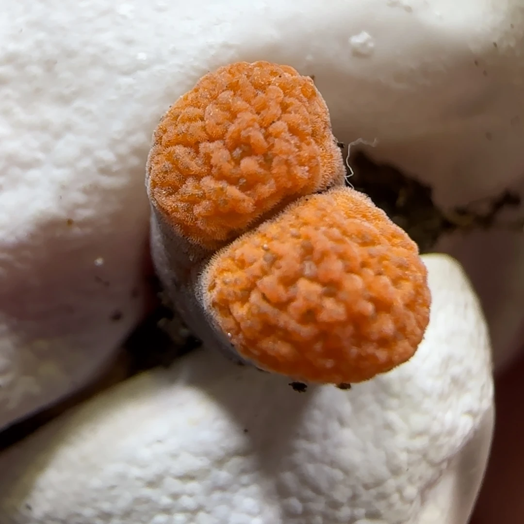 10.31.超级蛋糕.9004