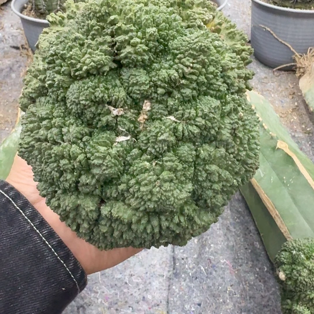 苗接大型哥斯拉牡丹