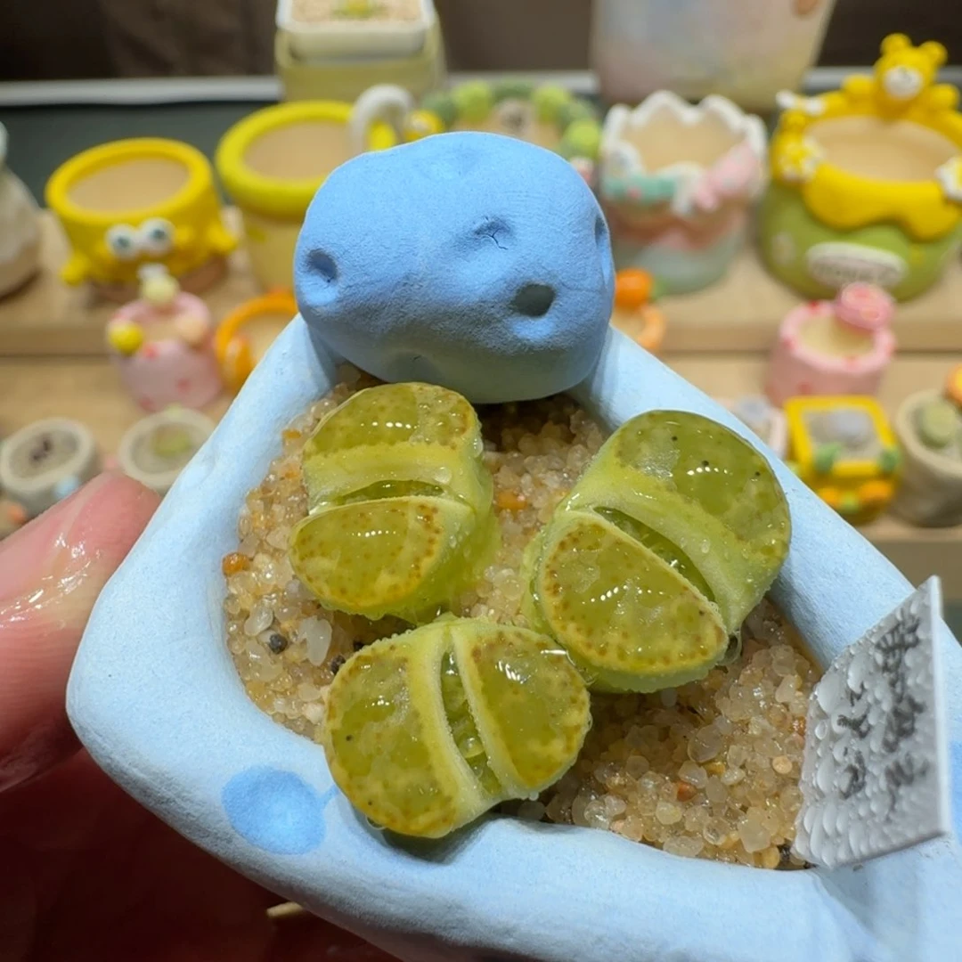 红陶蘑菇202黄鸣玄