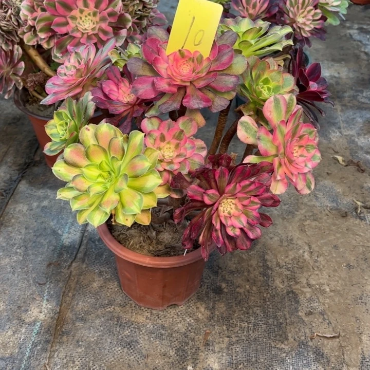 1嫁接多肉一物一拍