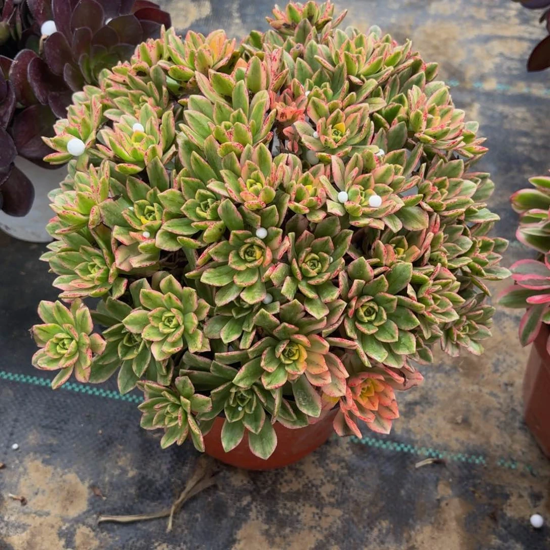 521多肉植物捧花