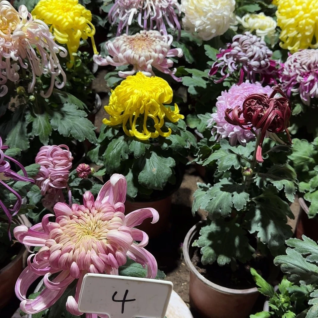 大部分花苞少量开放，好