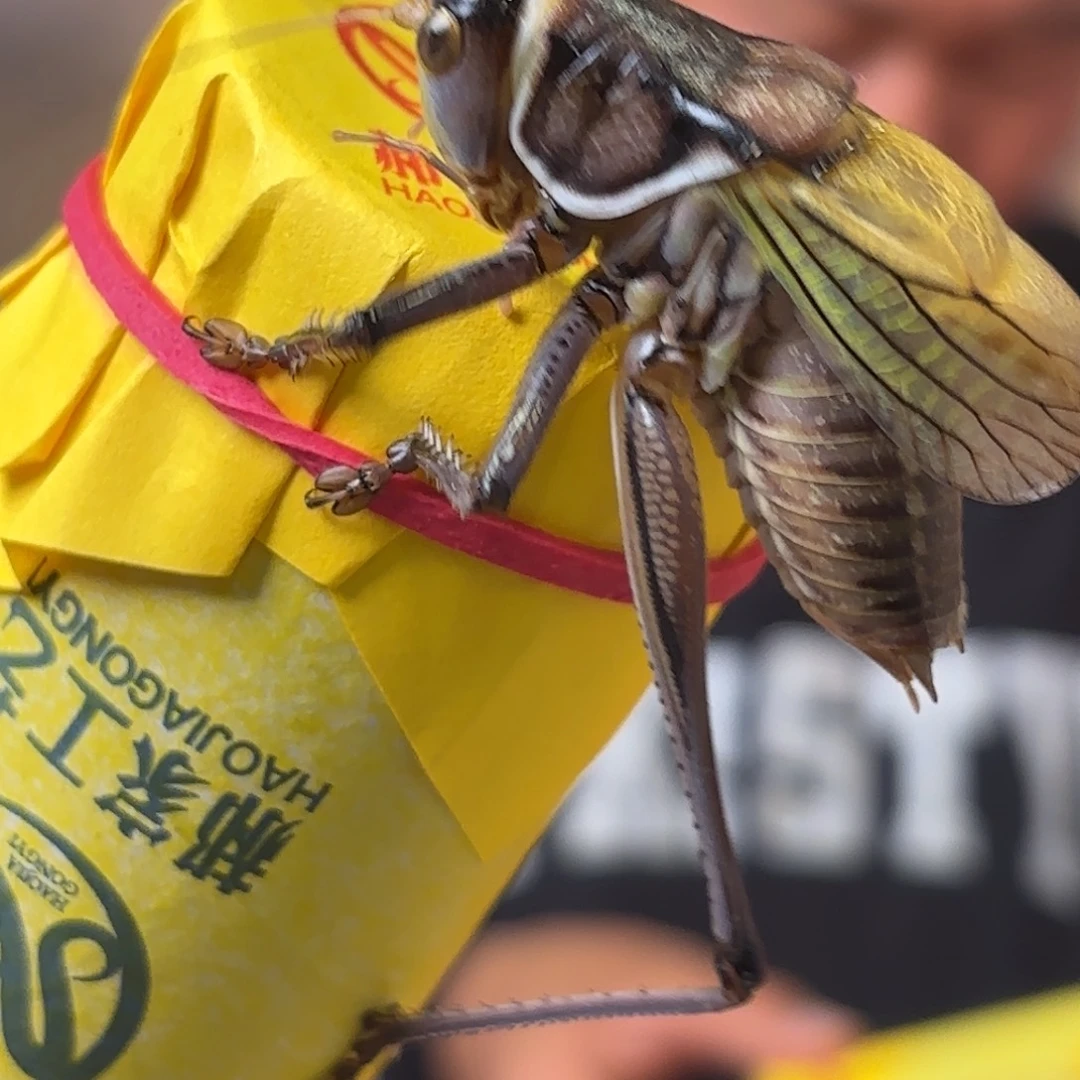 顺***心蝈蝈蝈蝈福福价格