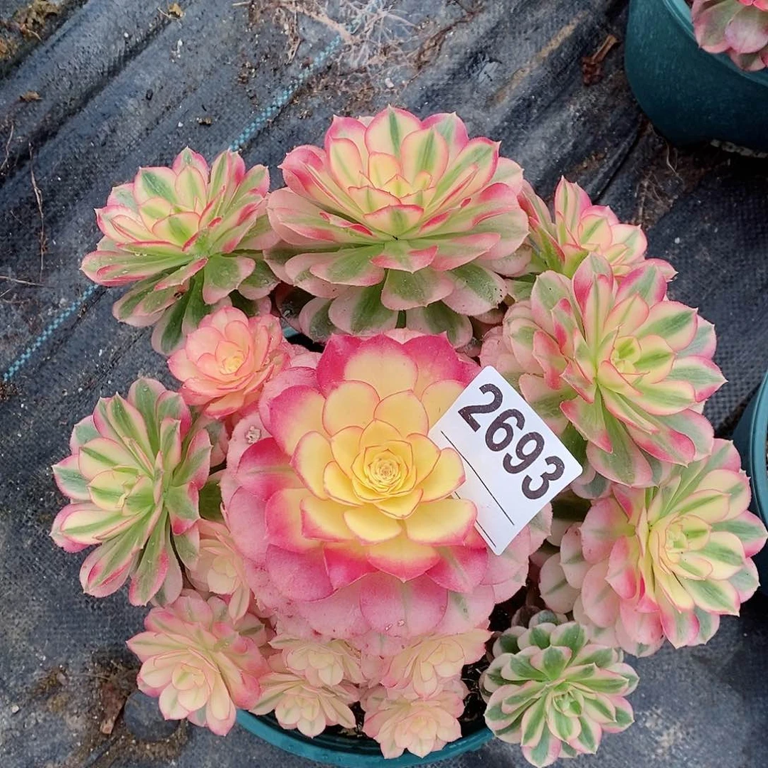 红陶2693倾城冠20以上