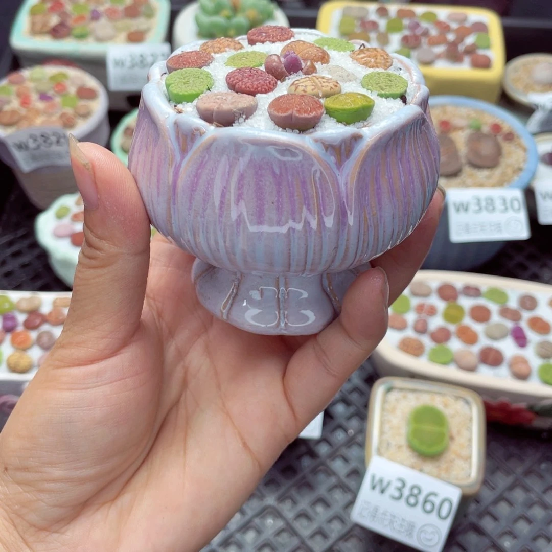 w3863 带盆土发货一物一拍