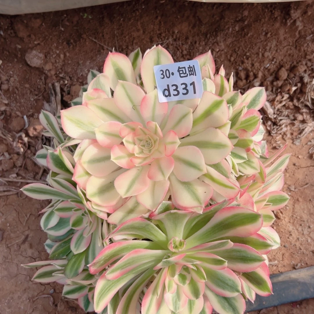 331 女巫多肉法师