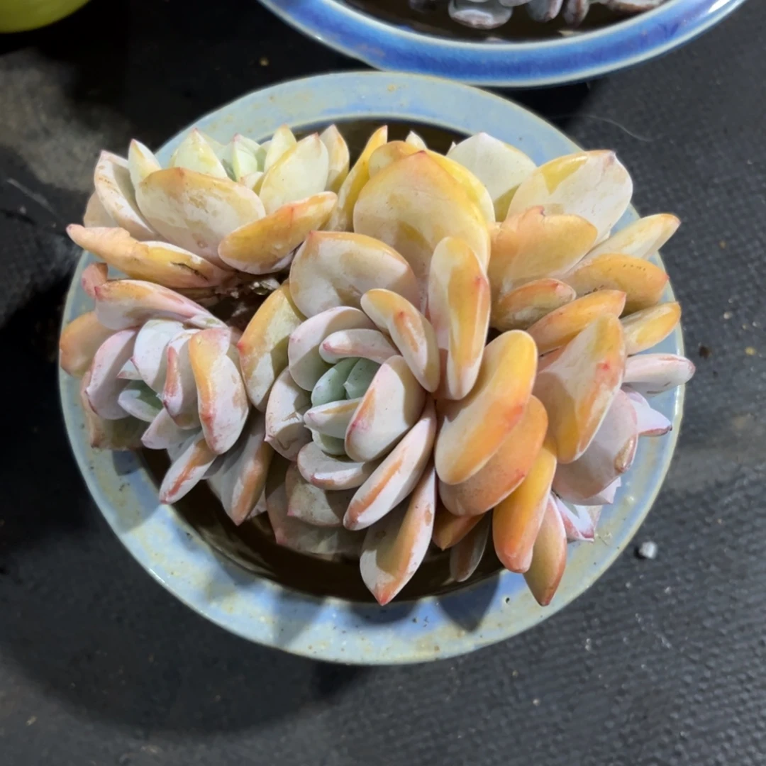 ****亿奶茶发货0下10度啦啦