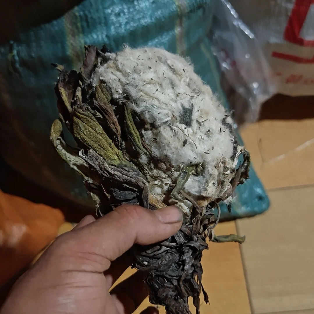 无花朵梅里雪山雪莲花