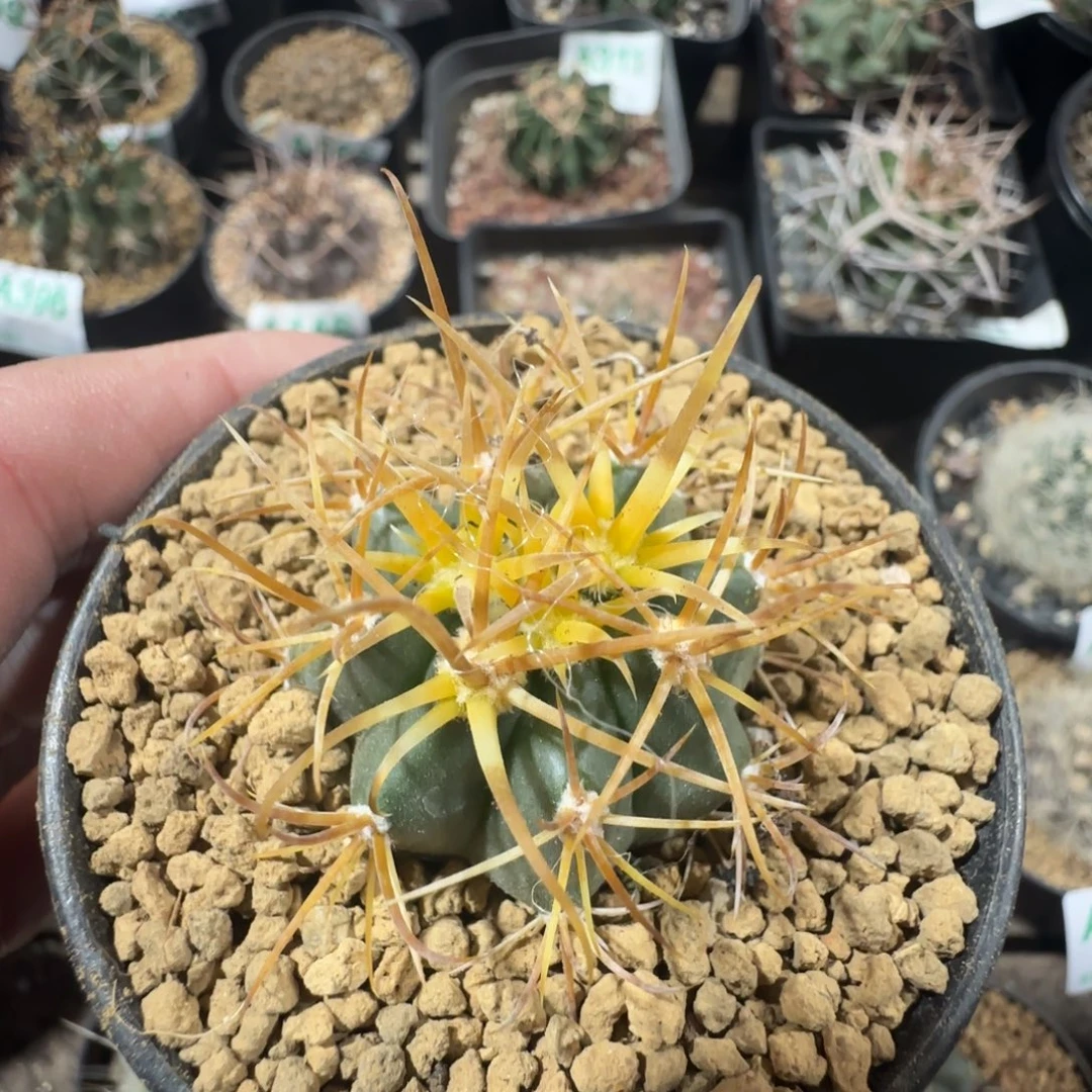 金冠龙 实生仙人球615