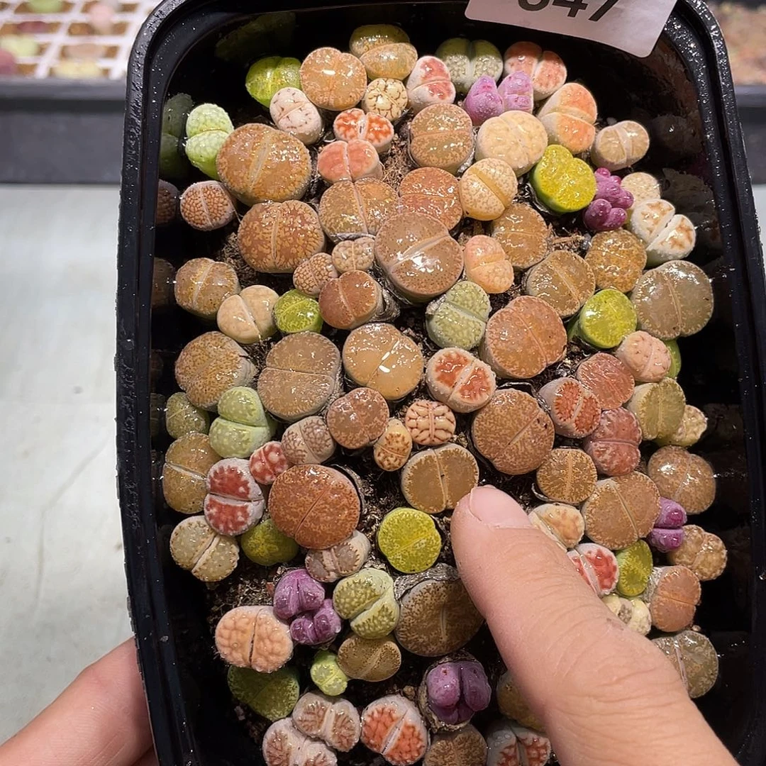 647当天凑满十八元包邮生石花