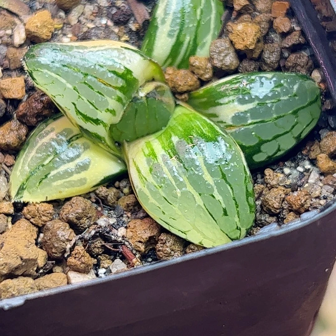 史扑锦十二卷多肉