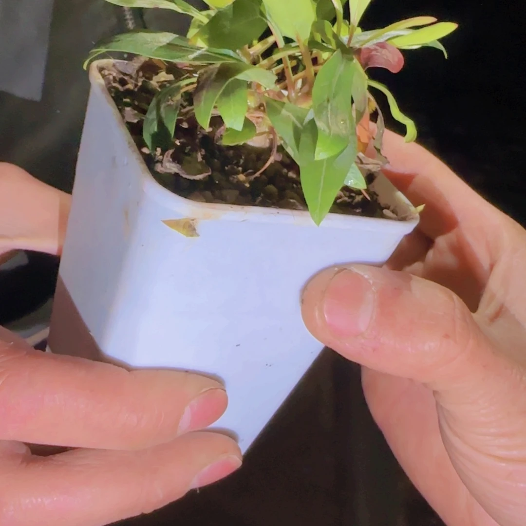 ****༥块根植物块根植物