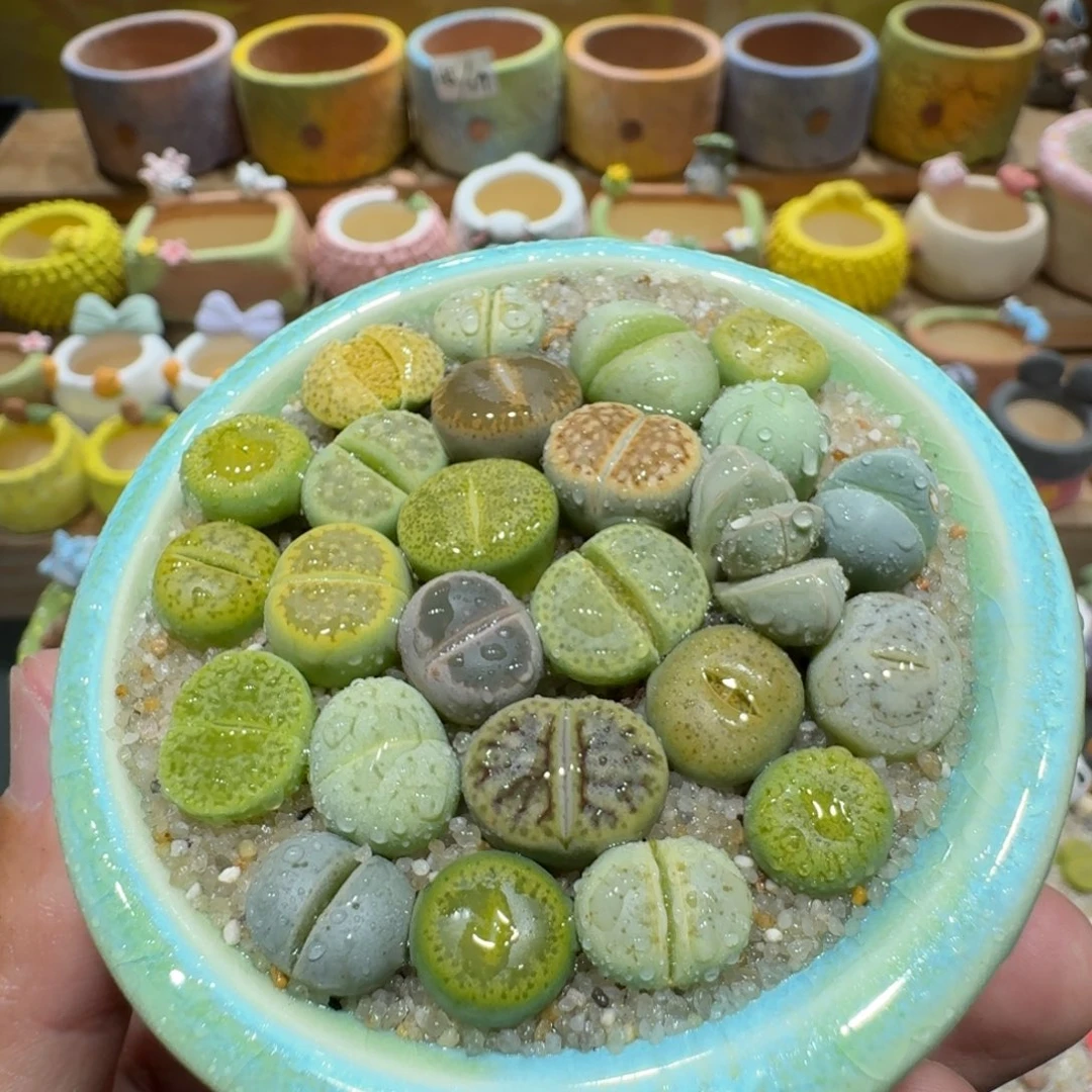 蘑菇1362彩拼多肉植物